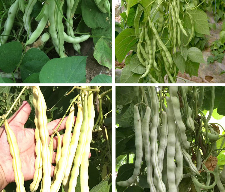 一挂鞭架豆种子 农田菜园早熟肉厚嫰荚白色无筋豆角蔬菜籽
