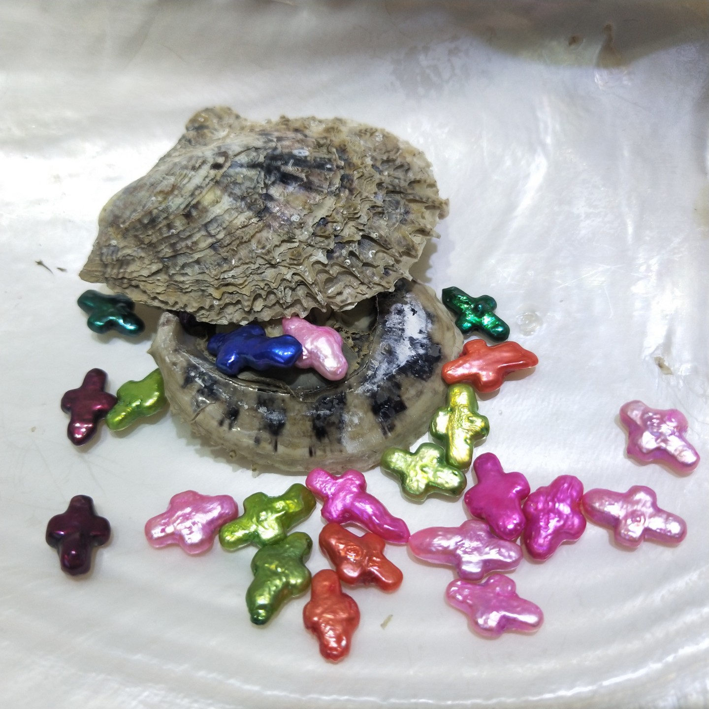 9色 十字形 海蚌 染色珍珠裸珠外贸出口真空包装淡水河蚌