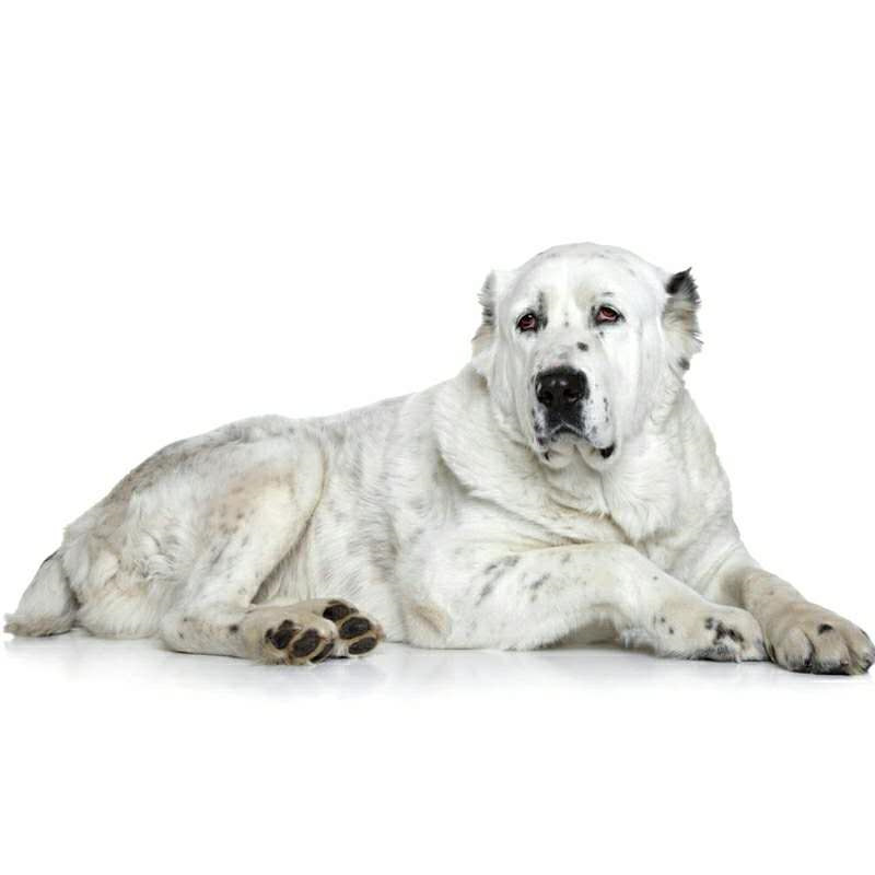 中亚牧羊犬大型犬双血统护卫猎犬家养宠物犬中亚牧羊犬幼犬纯种