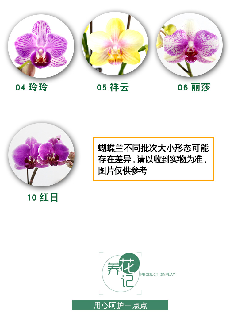 蝴蝶兰花苗带花苞开花盆栽客厅桌面办公室内好养花卉单双剑花期长