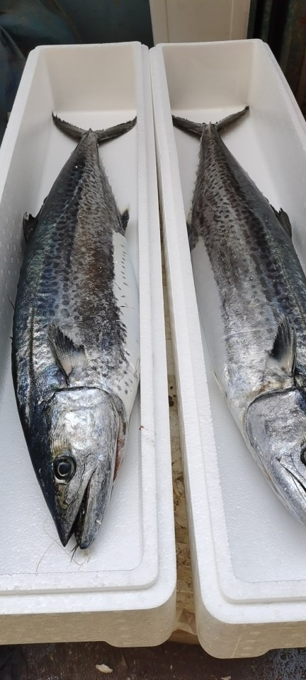 批发供应青岛本地沙子口本地大鲅鱼8-10斤每条