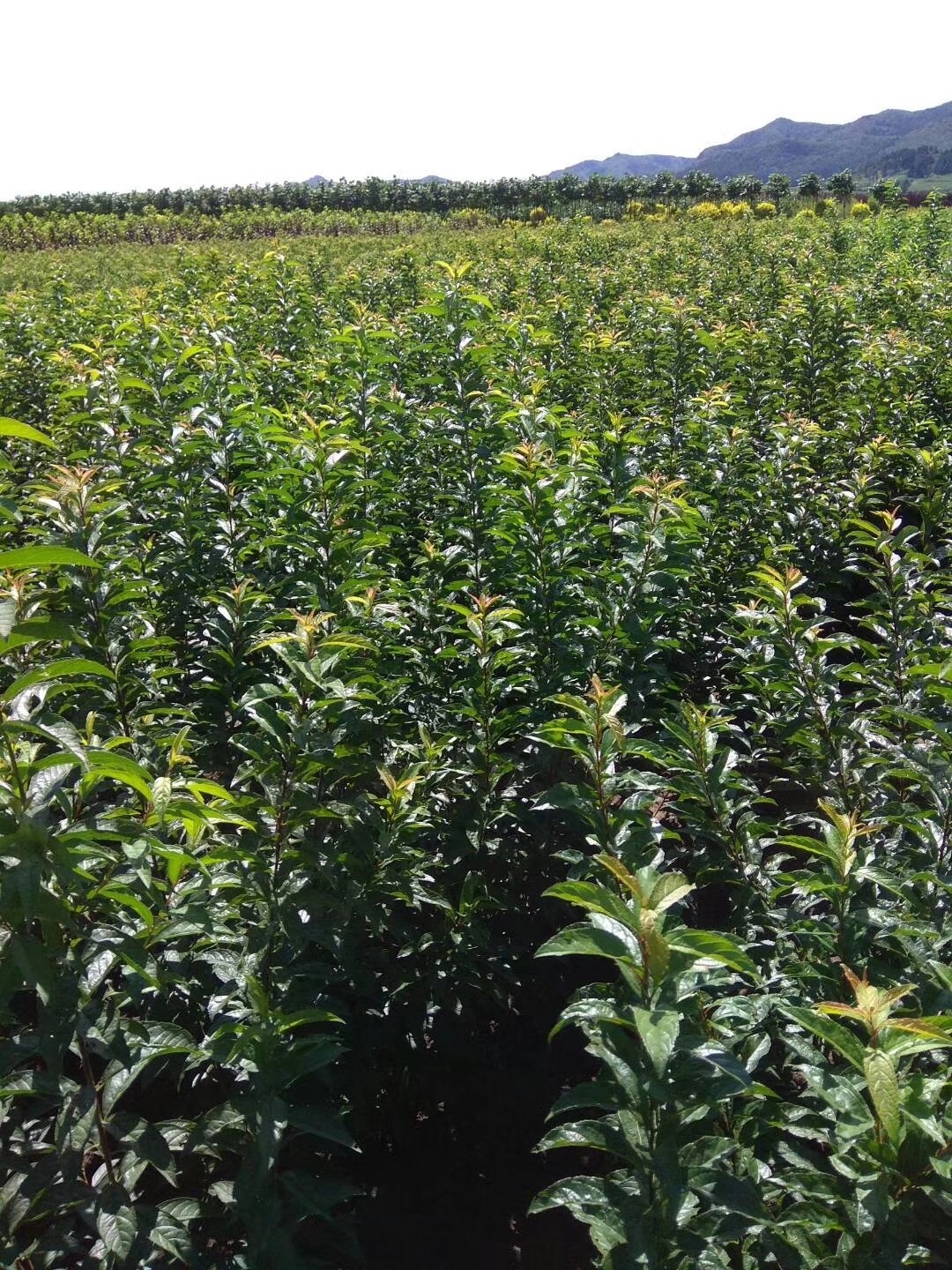 红花麦李 现苗白花麦李 东北灌丛花灌木 园林绿篱苗 扦插小苗优惠