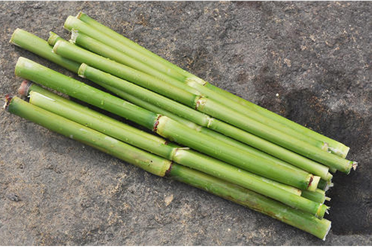 甜高粱,也叫"二代甘蔗".