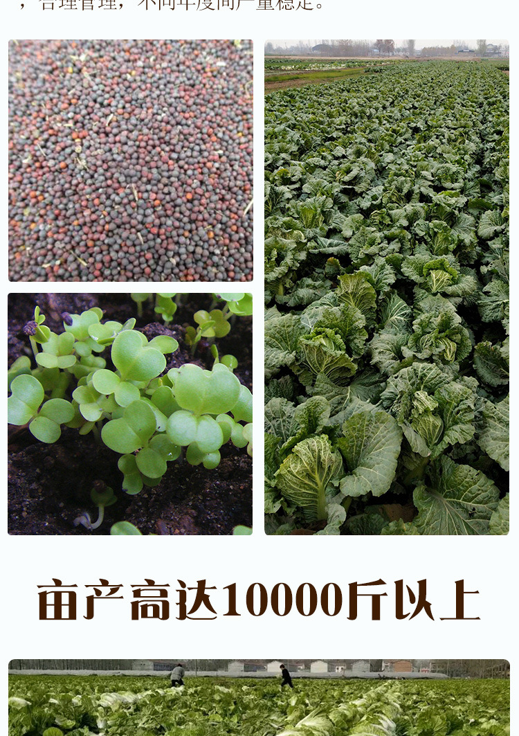 大白菜散装种子 农田菜园包头紧外叶绿色内叶柔嫩大包菜蔬菜籽