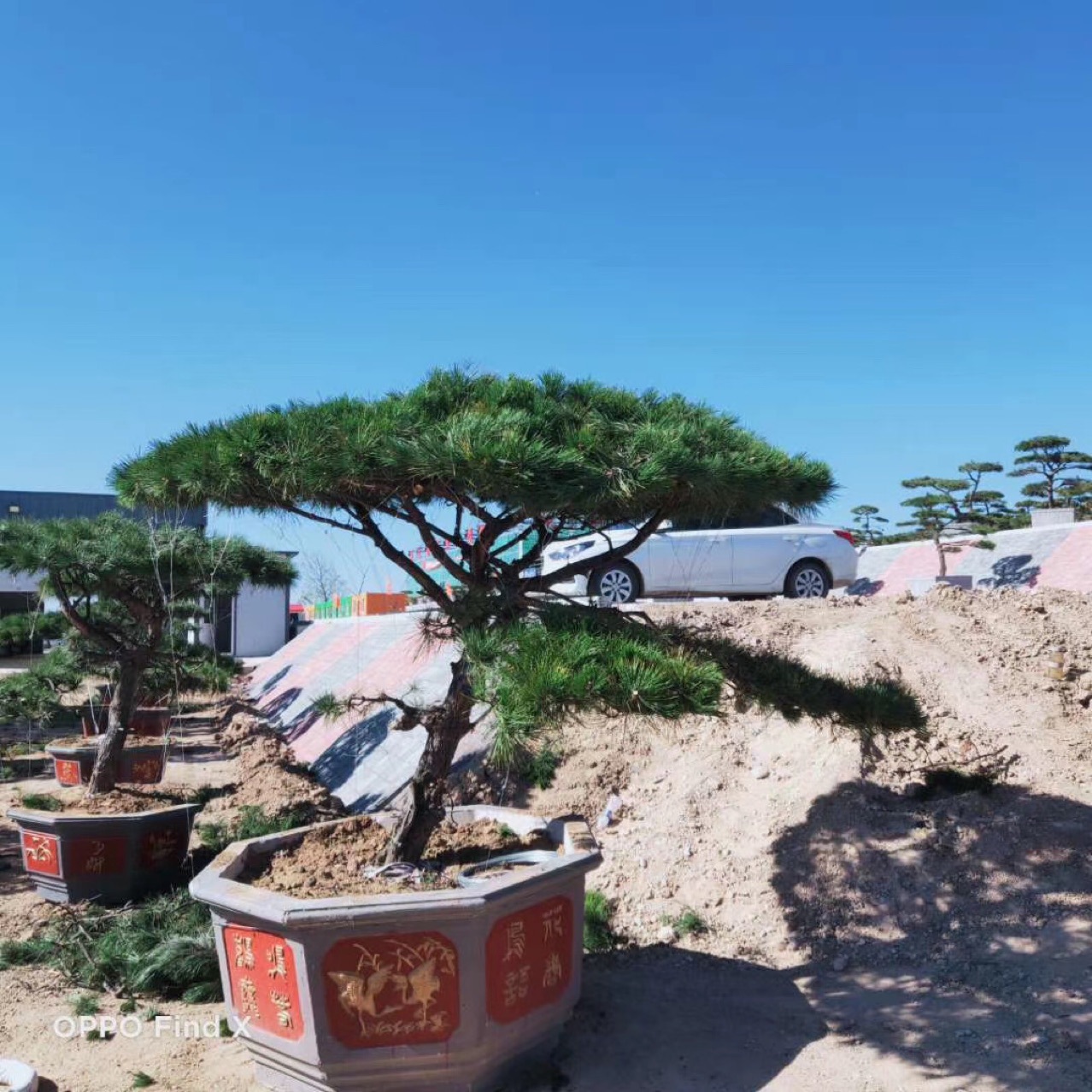 造型油松2-5米高/胸径8-25公分,盆景油松基地批发一站式服务