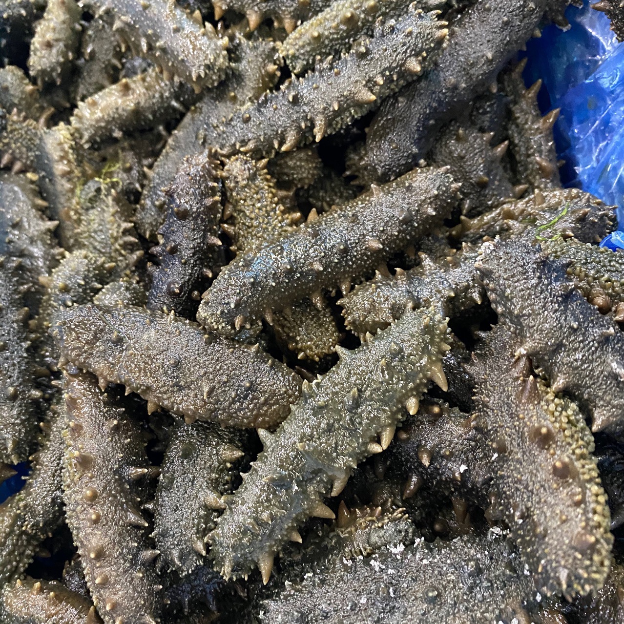 拉缸盐海参半干盐渍参非干货海参60头规格齐