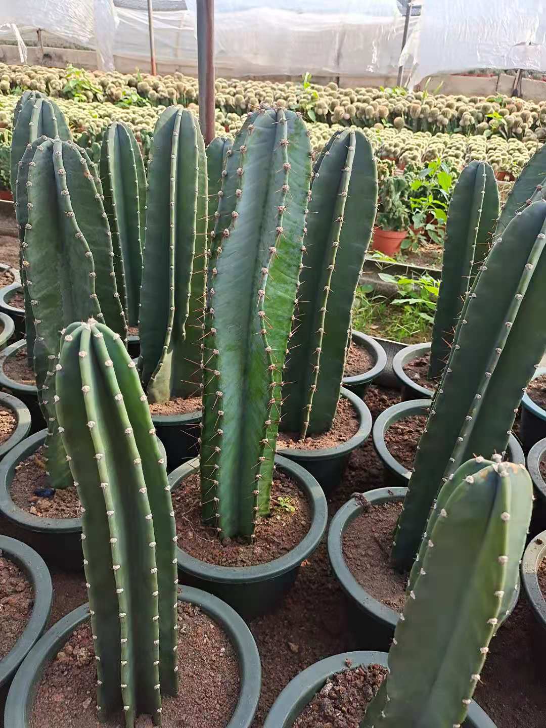 量天尺仙人柱 无刺 开花美观 室内庭院 观赏植物绿植花卉