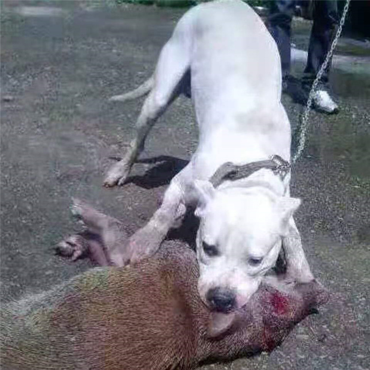 阿根廷大型巨型猎犬打野猪家养大骨架杜高出售纯种杜高犬幼犬活体