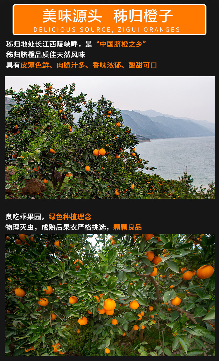 伦晚脐橙包邮正宗真货秭归产爆汁橙子非江西脐橙新鲜水果批发代发