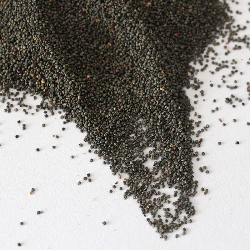 野生马齿苋种子 长命菜太阳花五行菜特色蔬菜 四季野菜阳台种菜