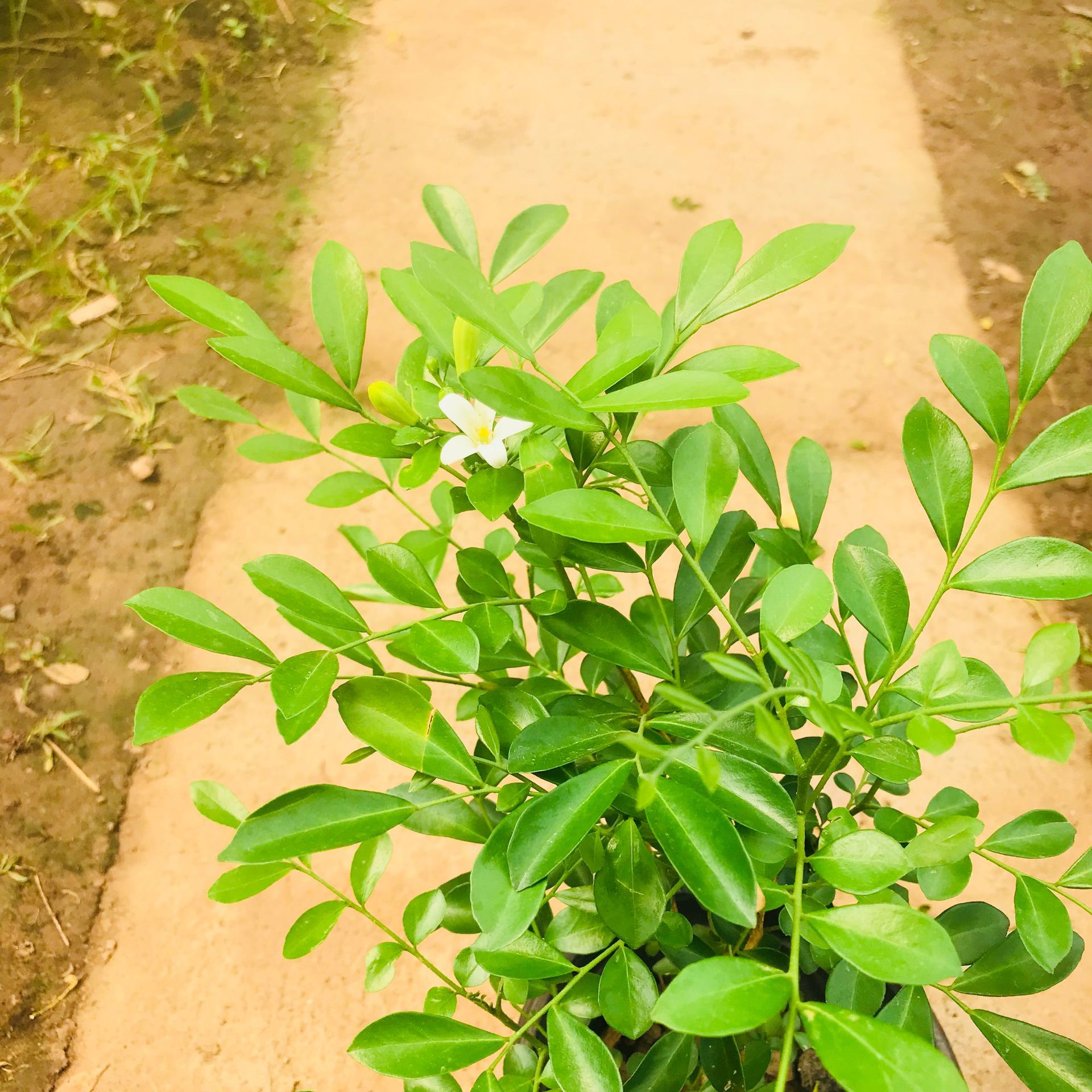 大棚直销绿植花卉小盆栽室内阳台绿植九里香植物净化空气开花植物