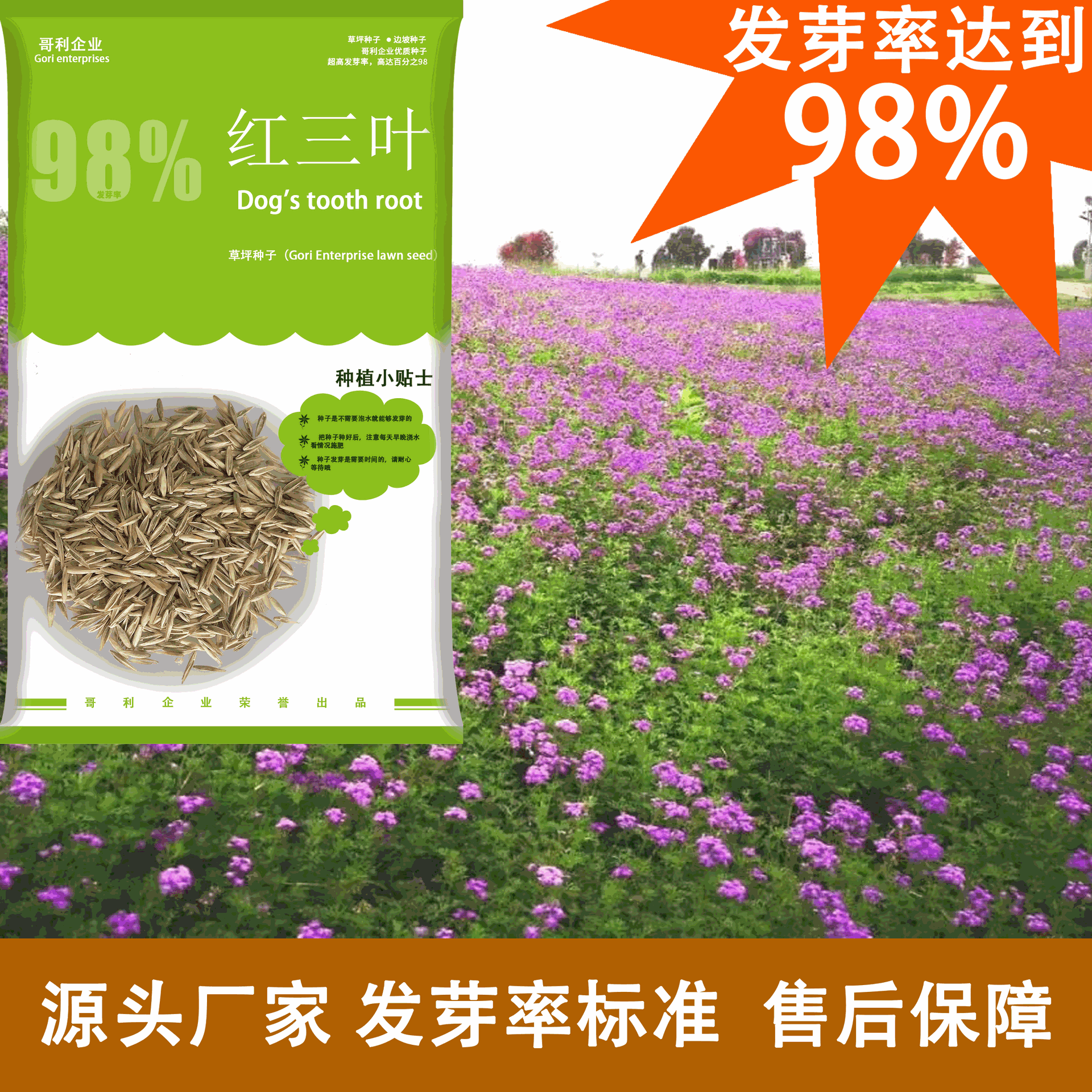 厂家批发源头发货红三叶绿化边坡草种子可试种发芽率高草量大