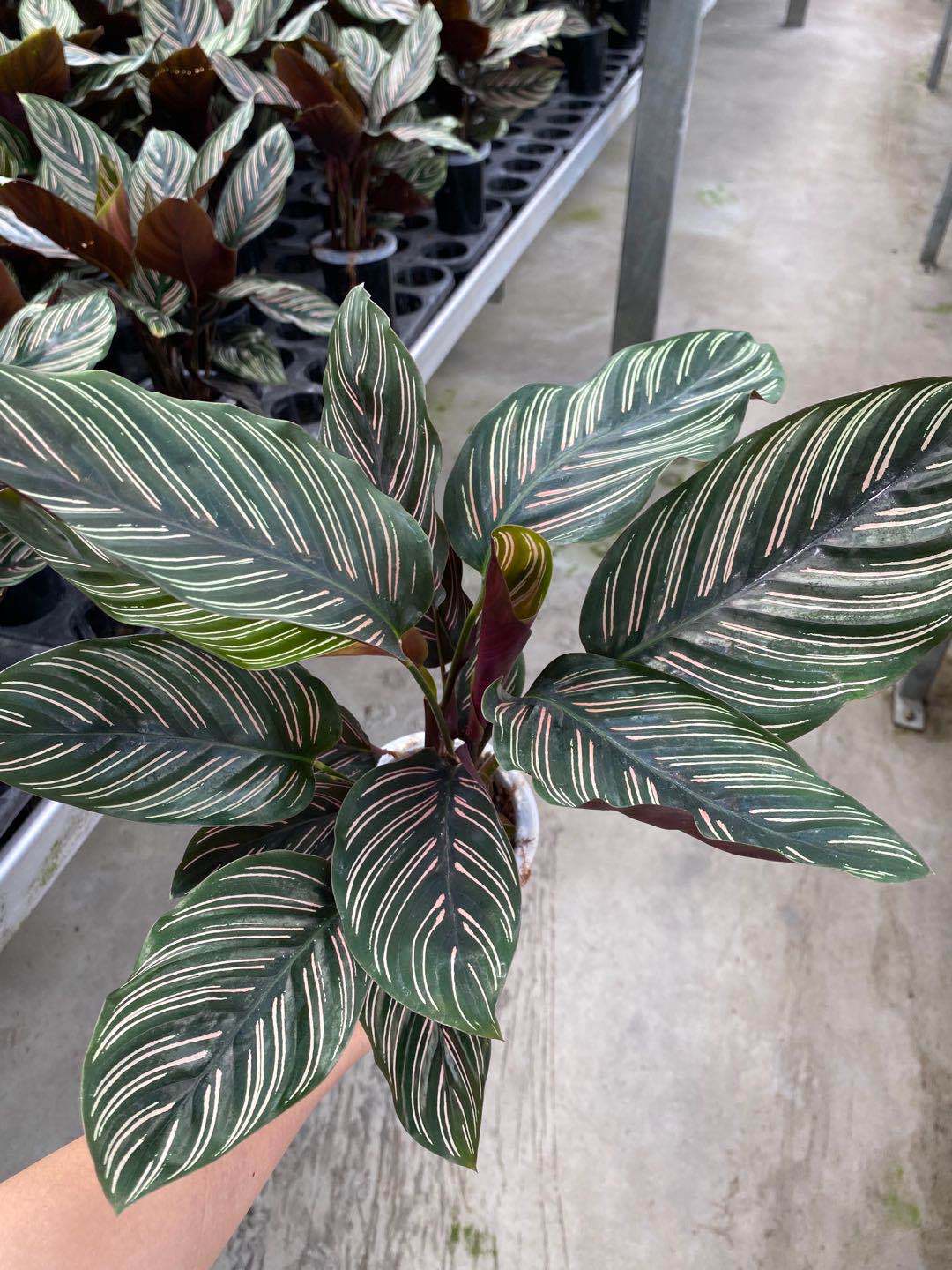 青苹果水培双线竹芋室内办公室观叶植物盆栽竹芋绿植盆栽