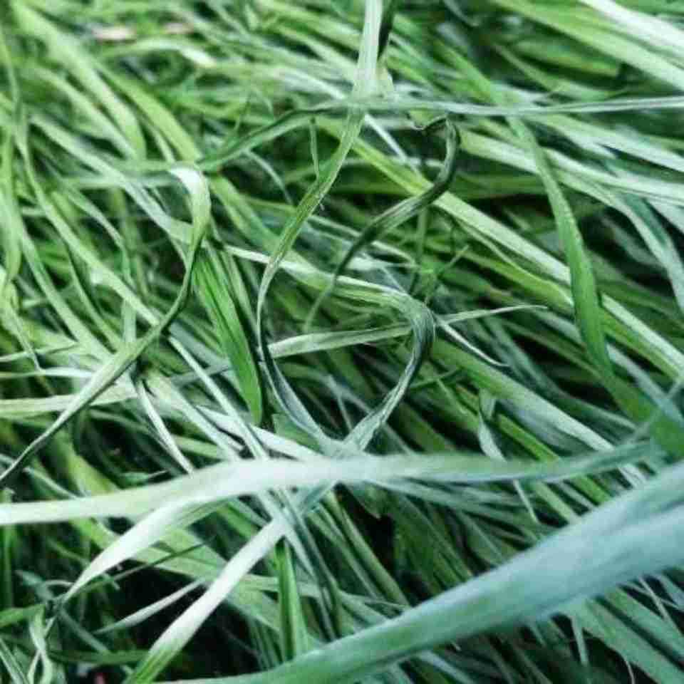 新烘干提摩西草1000克提草龙猫草豚鼠荷兰猪烘干提草干草牧草兔粮