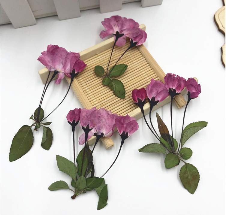 樱花枝 押花标本 樱花侧枝 花朵花枝樱花枝叶真花押花干花diy花材