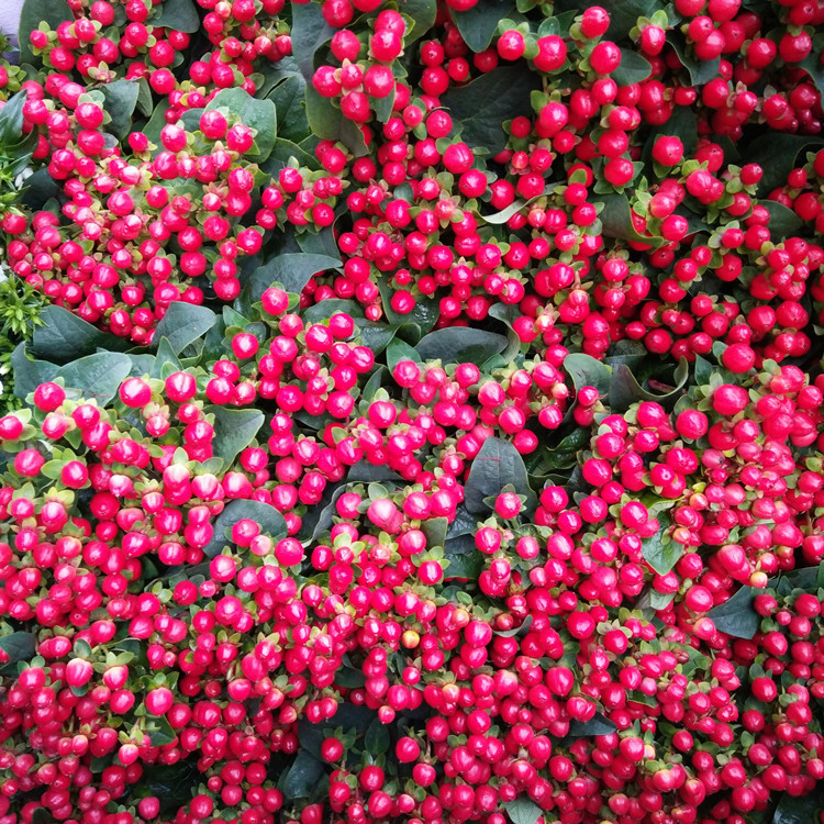火龙珠鲜花红豆相思豆批发云南鲜花直批花店摆摊用花社区团购货源