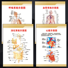 血管系统呼吸系统心脏示意图解剖图片宣传画挂图墙贴画WSE43