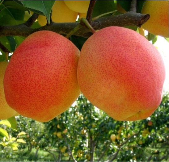 粉红香蜜梨 红色梨树苗嫁接苗 梨子果苗 果皮红色 果核小味香甜