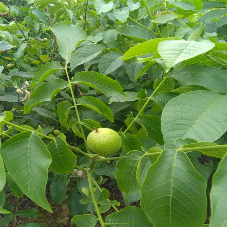 8518核桃苗,核桃苗提供种植技术 8518核桃苗产量如何