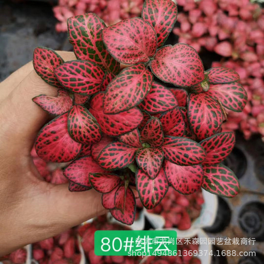 网纹草植物盆栽红色网纹草组合森林火焰网纹草植物清仓特价微景观