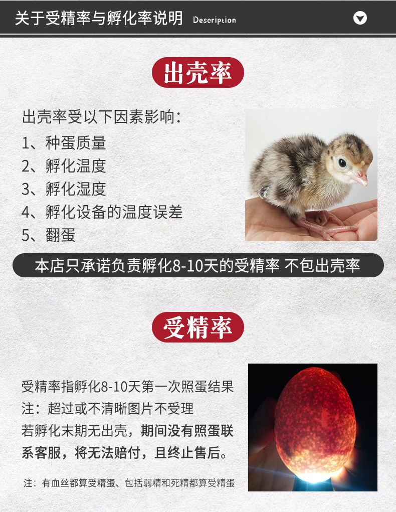 贝蒂娜火鸡苗尼古拉火鸡苗活体活火鸡活苗小鸡特大种鸡苗大型鸡苗