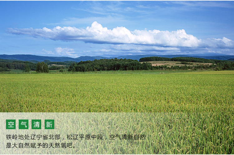 东北大米 2020年新大米辽宁开原大米生态香长粒香粥米袋装5kg批发