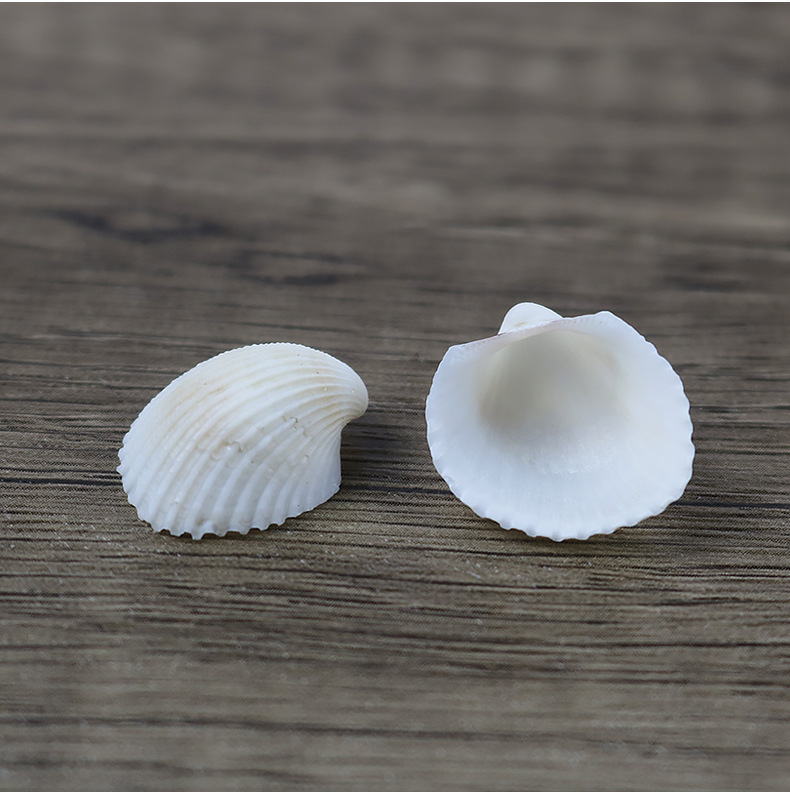 天然鸟头贝 批发小贝壳 纯白贝壳家居装饰diy材料贝壳海螺一斤