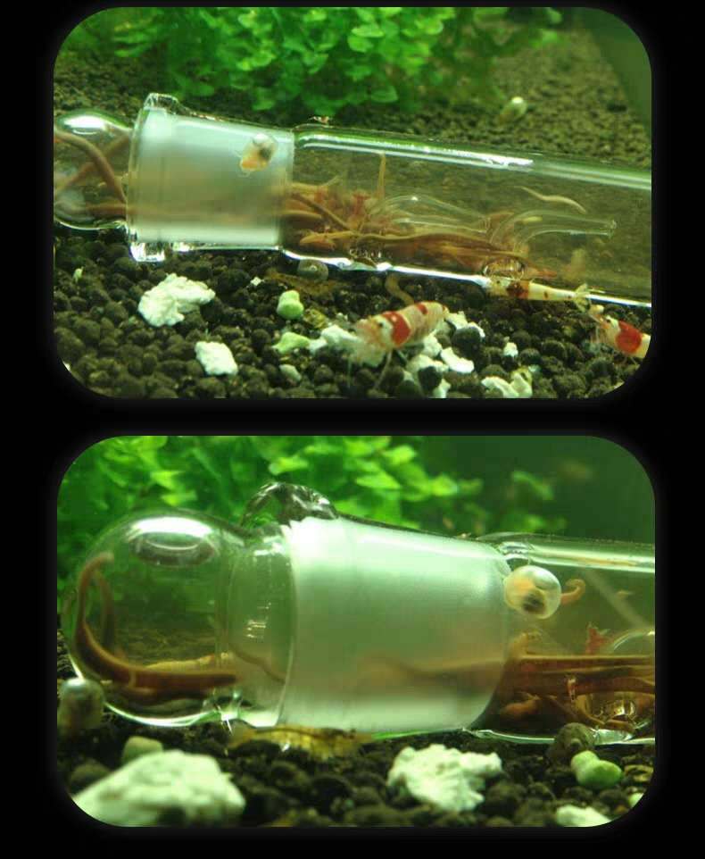 涡虫捕捉器诱捕笔涡虫水蛭捕捉器水晶玻璃诱捕器单孔两孔三孔