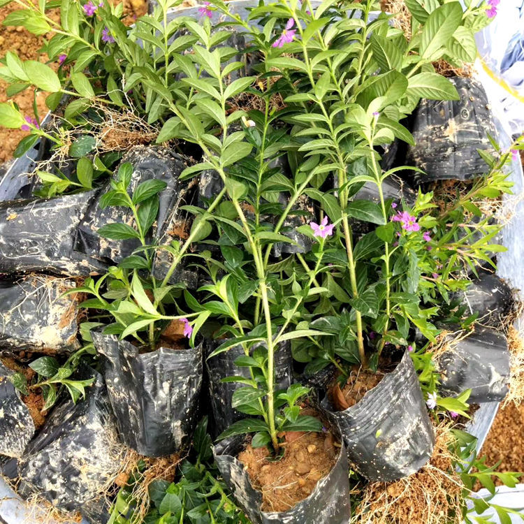 满天星地苗湖南基地直销萼距花小苗现供观花绿植满天星花地被植物