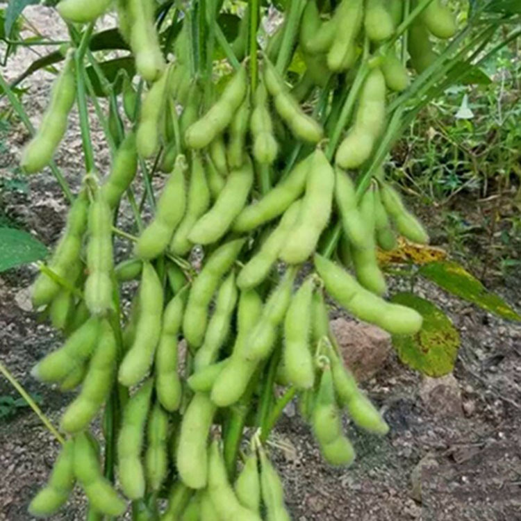 大粒毛豆种籽批发 农田早熟高产四季种植东北辽鲜一号青毛豆种子