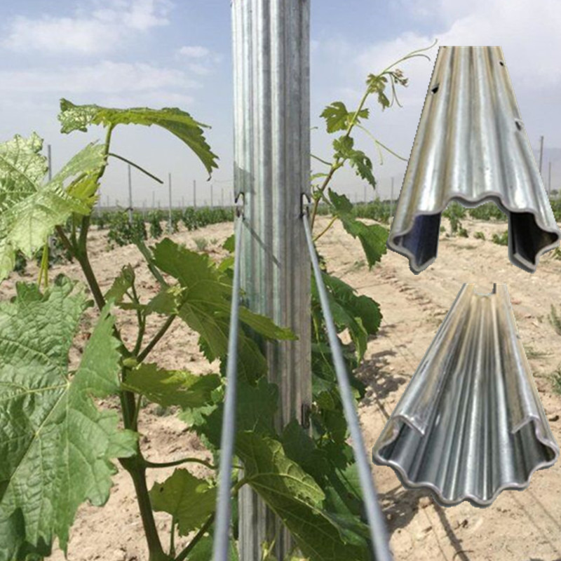 厂家金属葡萄园架杆葡萄支架 葡萄架钢丝用立柱梅花桩