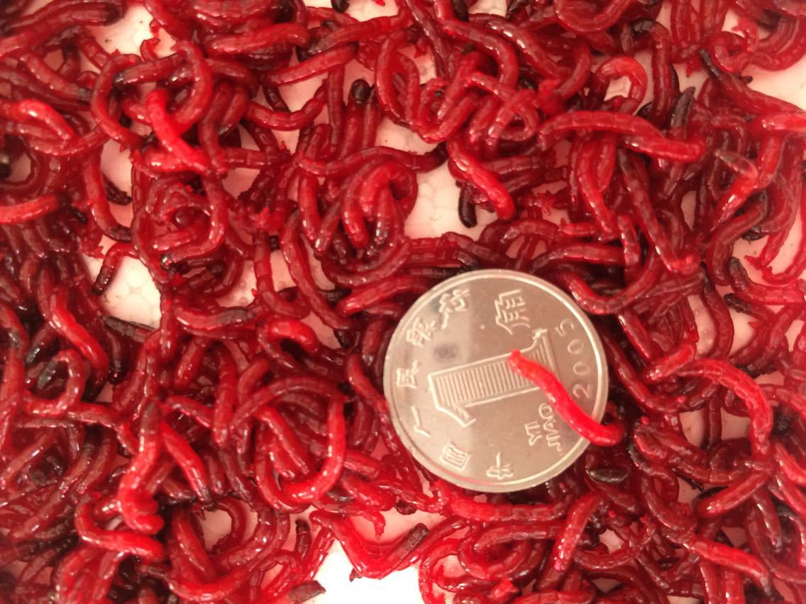 天津特大号公红虫鲜活红虫 红虫活饵 活体母红虫拉饵小公鲫鱼饵