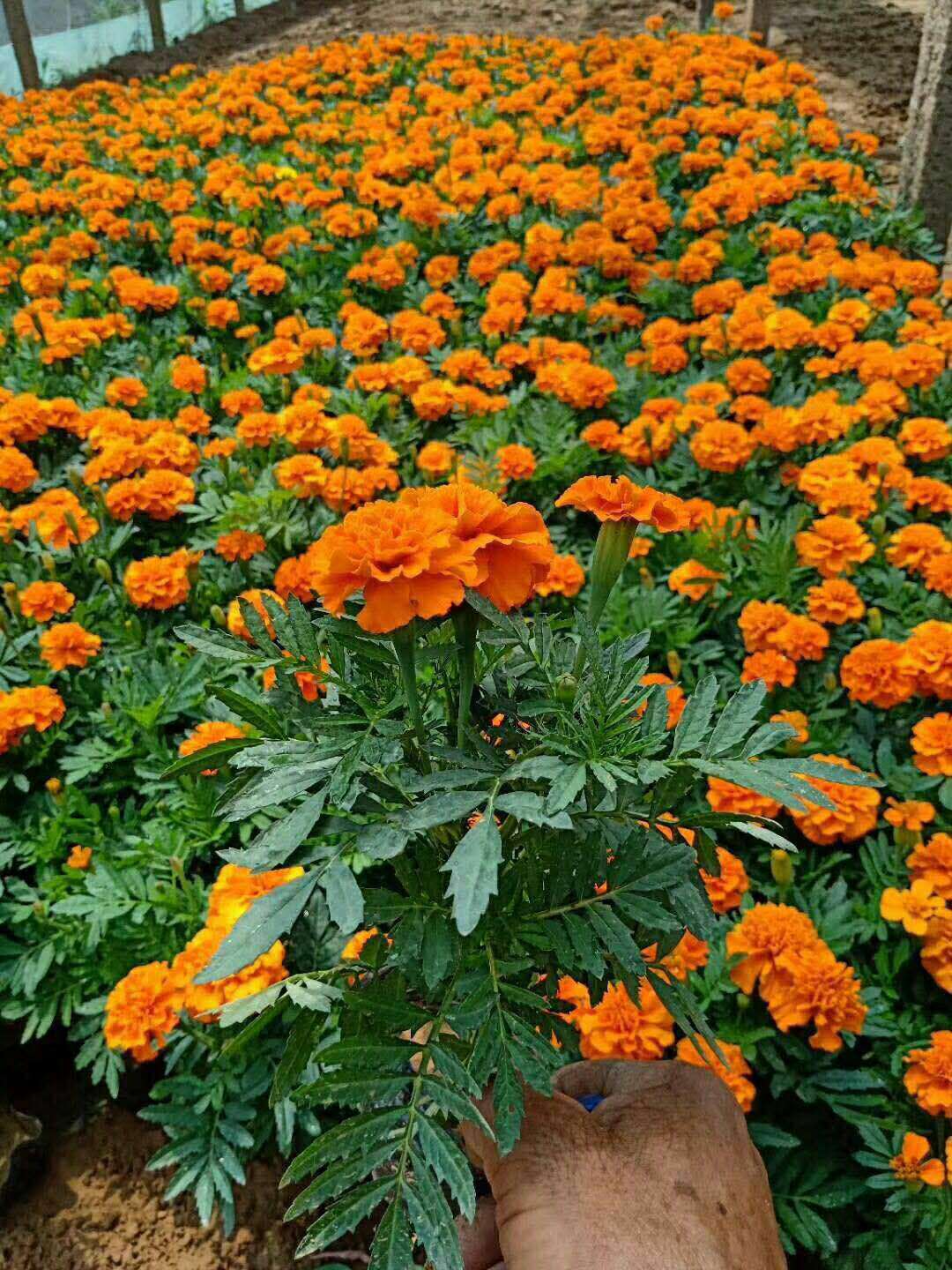 孔雀草时令草花橘红黄色盆栽杯苗耐寒易活宿根花卉基地直销