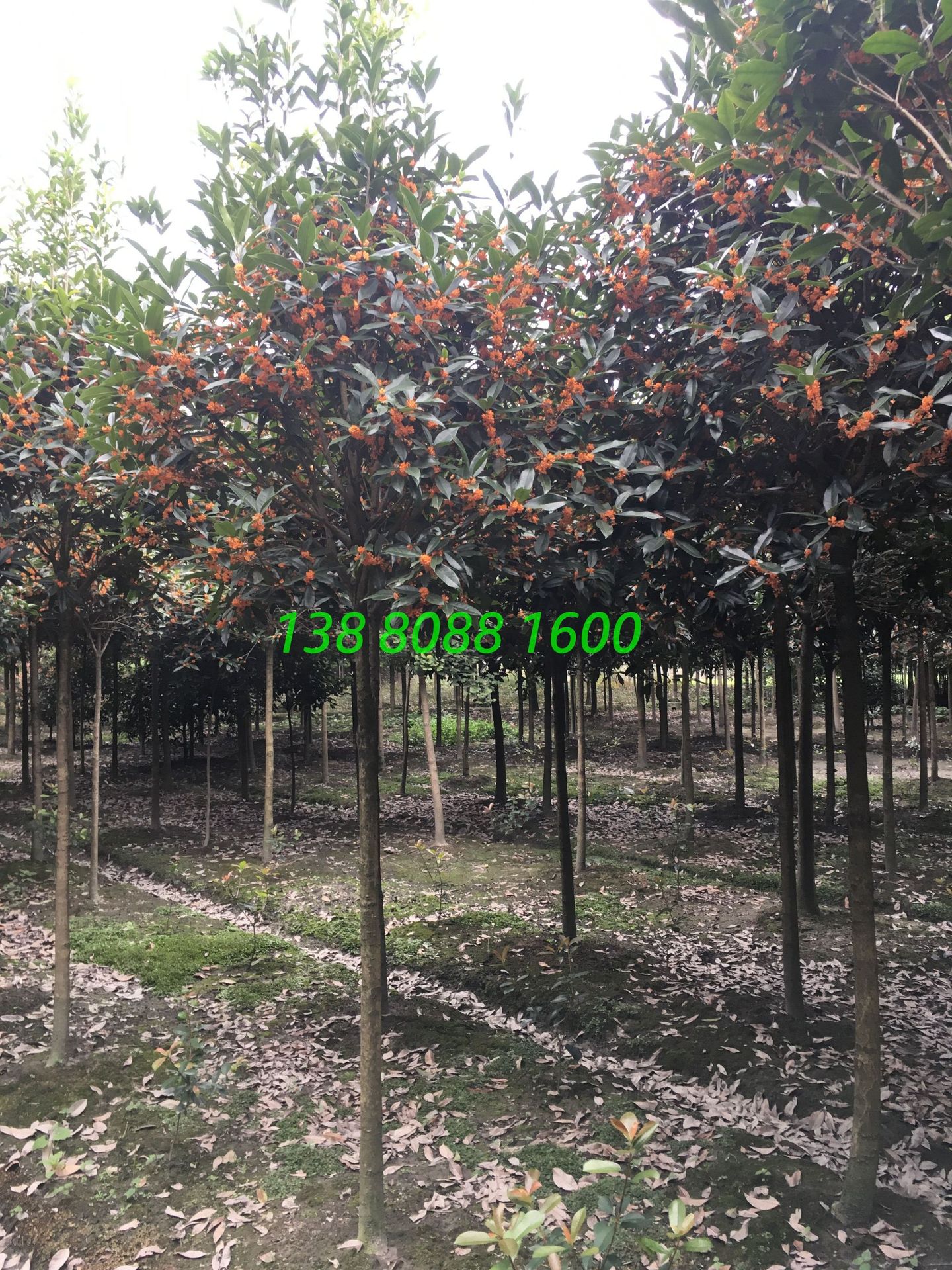 高杆长柄金桂,精品造型早红丹桂,丛生直杆状元红朱砂桂花树