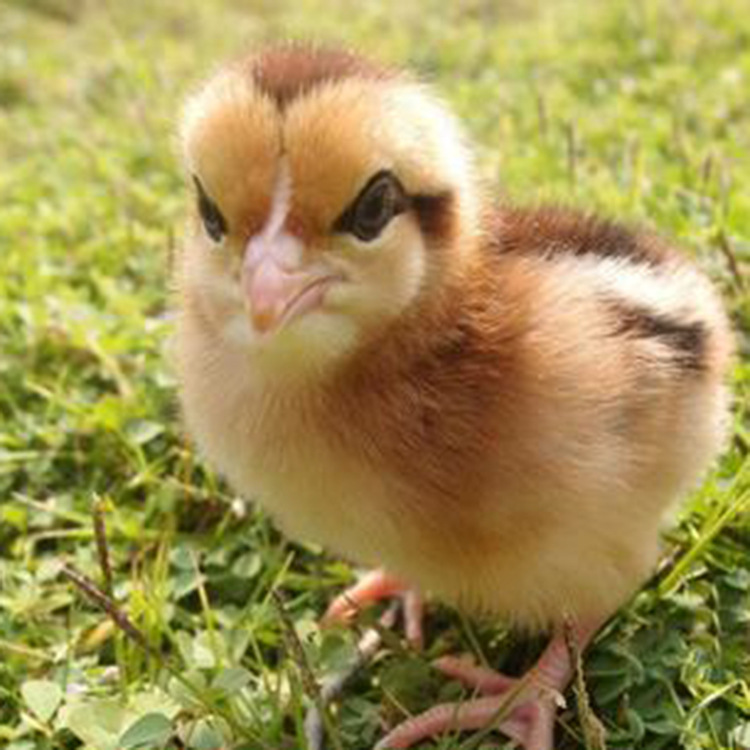 小鸡活体苗五黑鸡活鸡出壳芦花鸡三黄鸡土鸡青脚麻鸡母鸡幼苗批发