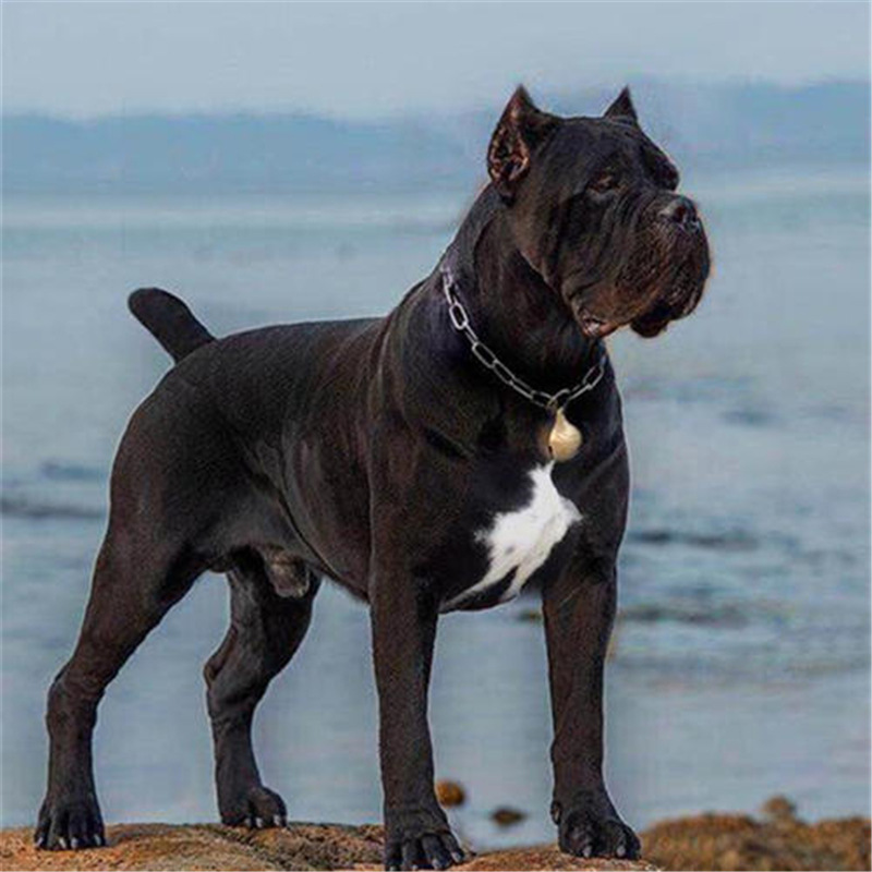 出售卡斯罗活体幼犬公母有大头版宠物犬宠物狗大型猛犬大型犬