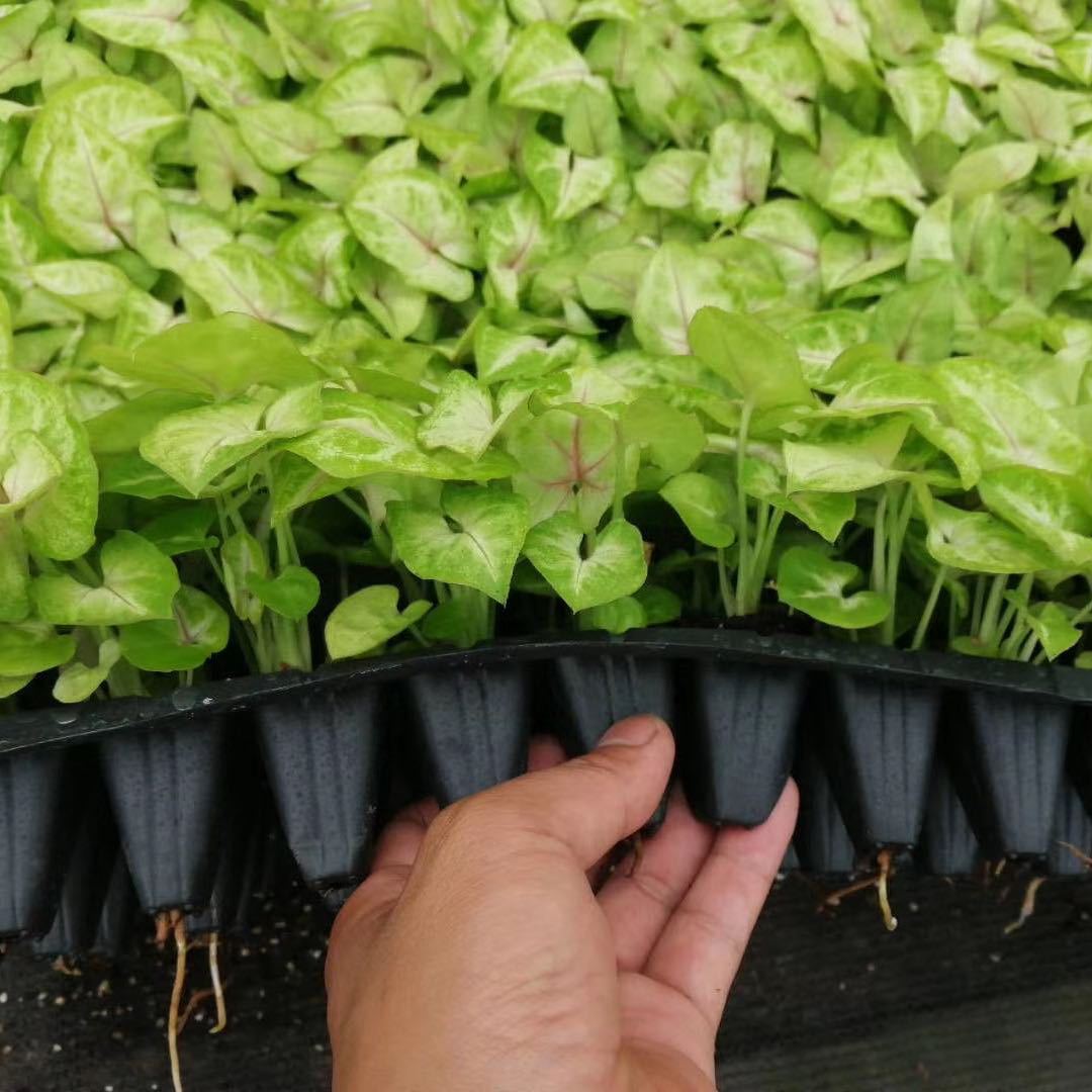 大量批发净化空气美酒白掌花卉种苗 室内小盆栽 一帆风顺幼苗供应