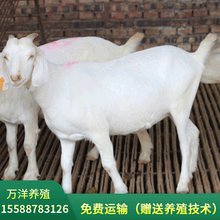 品种肉羊繁殖基地  常年出售供应黑山羊 白山羊  波尔山羊等