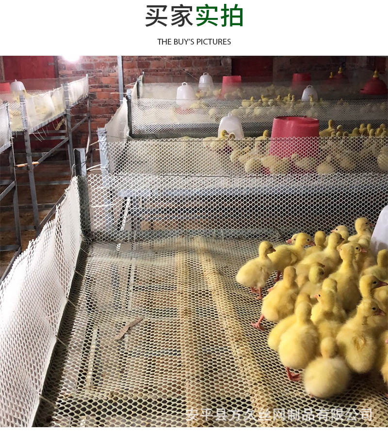 塑料平网 雏鸡垫网 鸡床塑料网 家禽养殖网 养鸭子塑料网