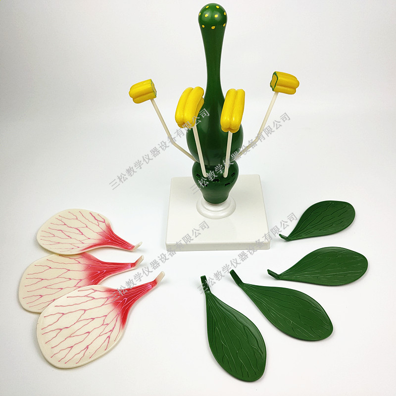双子叶花模型典型 桃花解剖模型 生物细胞植物学花的构造教学模型