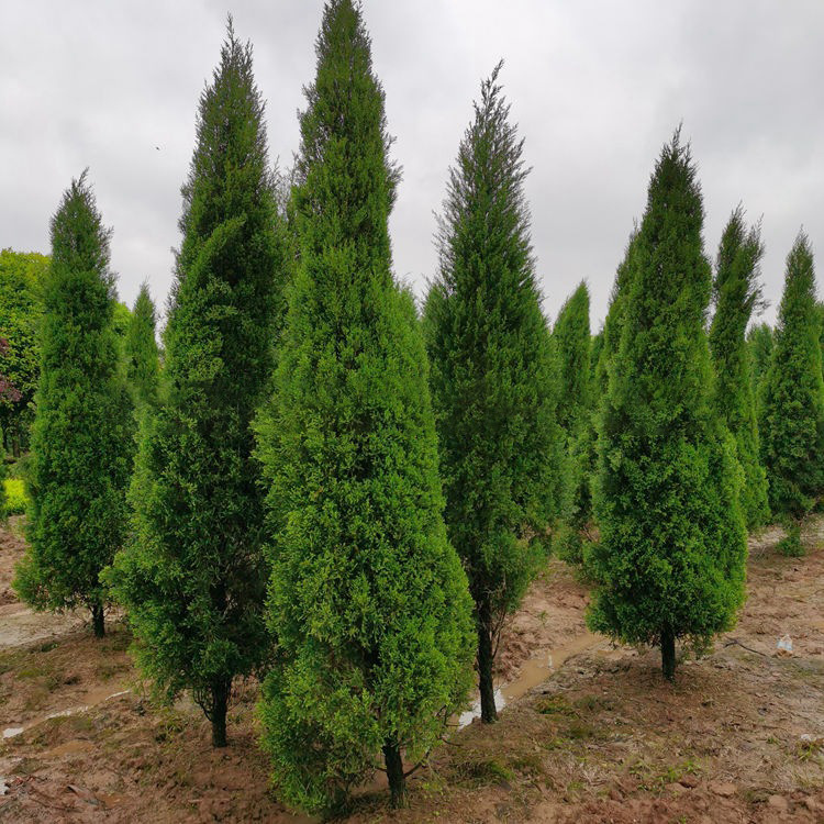 1-5米塔柏批发 松柏树侧柏苗墓地松 扫墓松 清明松 绿化苗 柏树苗