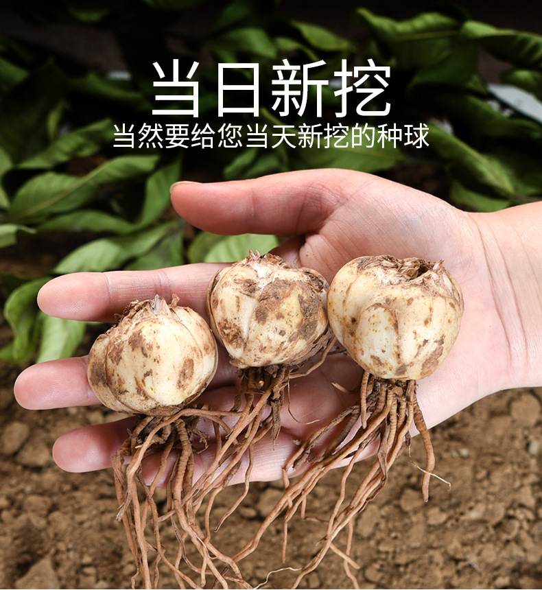 甘肃兰州新鲜食用甜百合种子种球花带根种苗500g非ye生香水百合