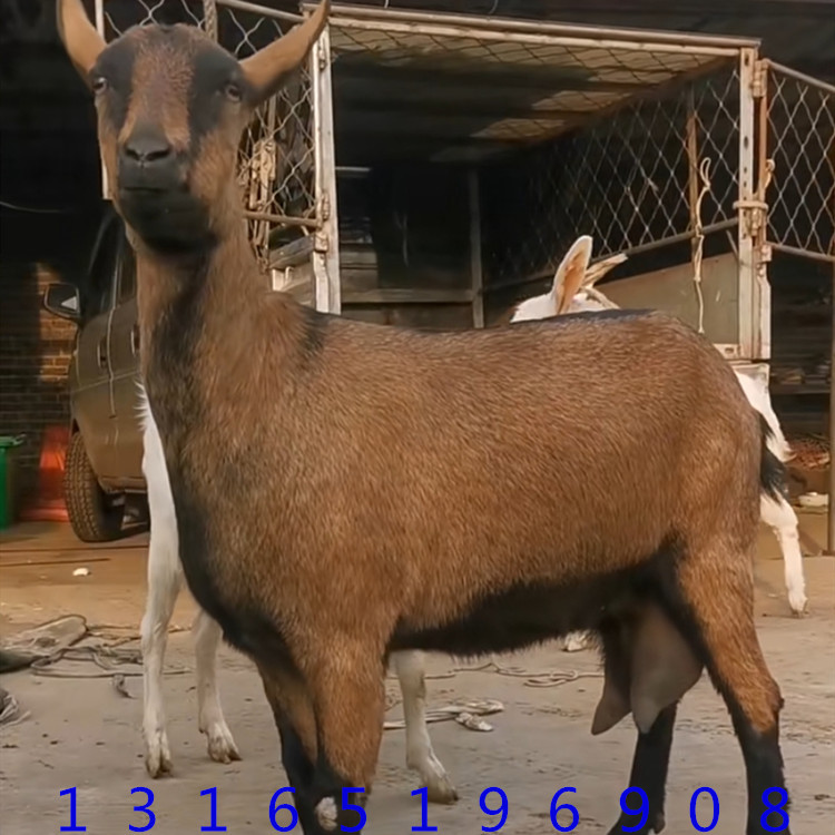 哪里卖红鹿奶山羊种羊 萨能奶山羊一胎产几只山羊糕 白山羊养殖