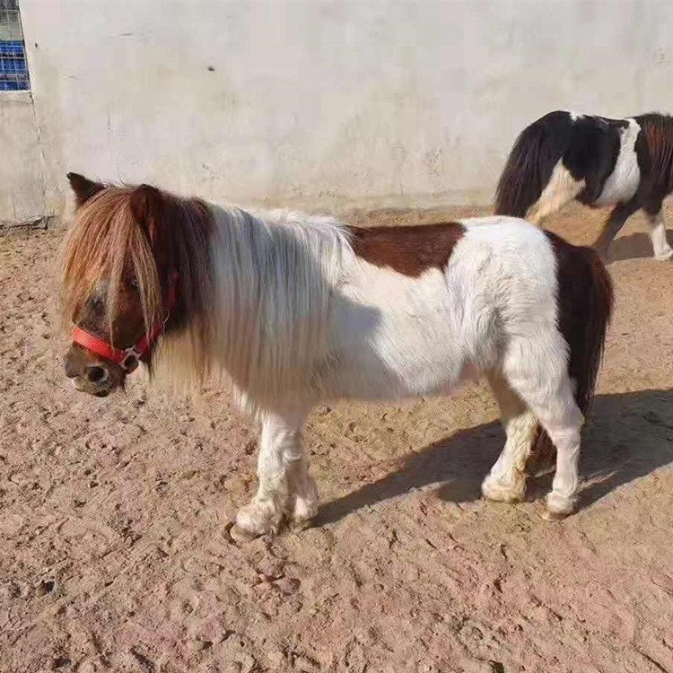 骑马可以锻炼身体吗 一匹纯种德保矮马多少钱