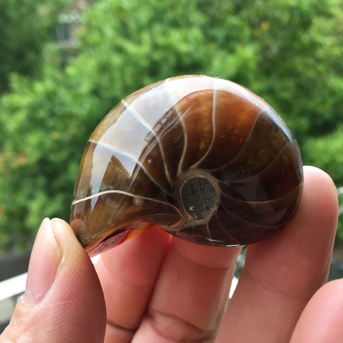 天然海螺化石鹦鹉螺化石玉化螺裸石摆件吊坠