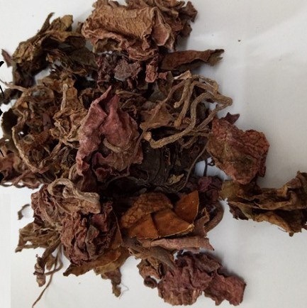 中药材红天葵 紫背天葵草 红叶天葵 秋海棠 散血子 龙虎叶