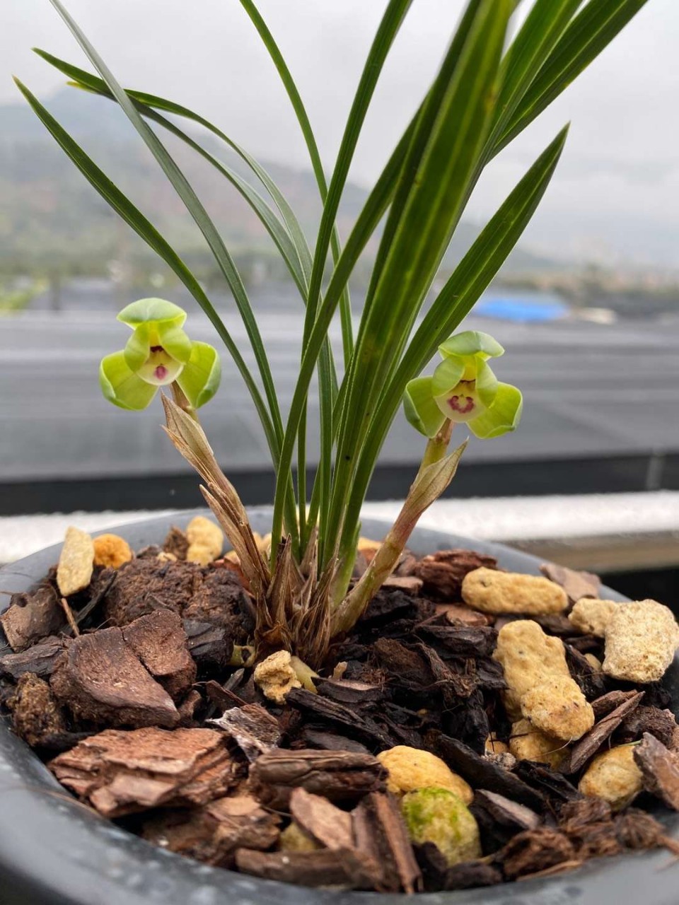 兰花苗批发春兰带花苞矮种翠盖荷花卉盆栽兰花不含盆绿萝浓香型