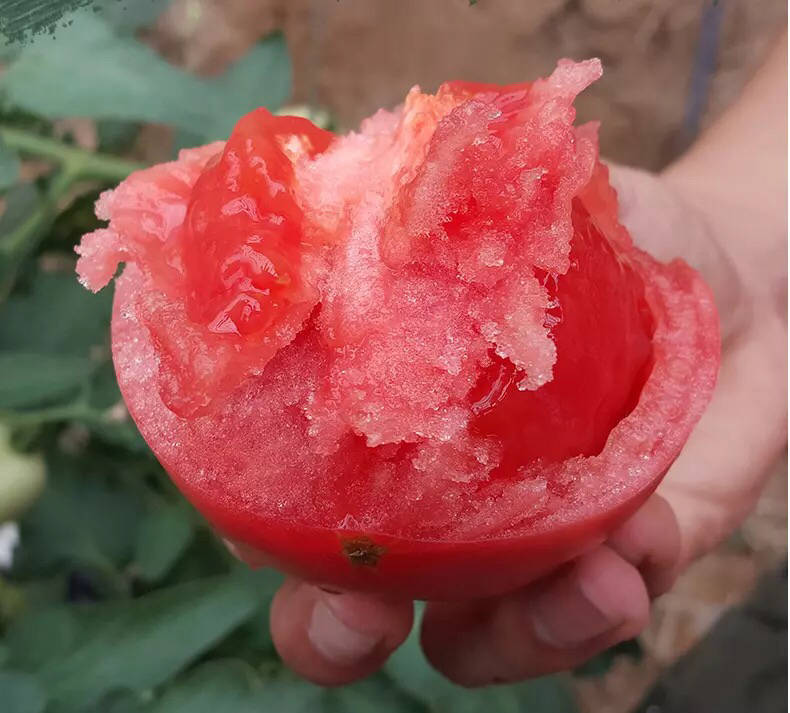 新鲜沙瓤西红柿番茄5斤装当季农家自种新鲜蔬菜10生吃