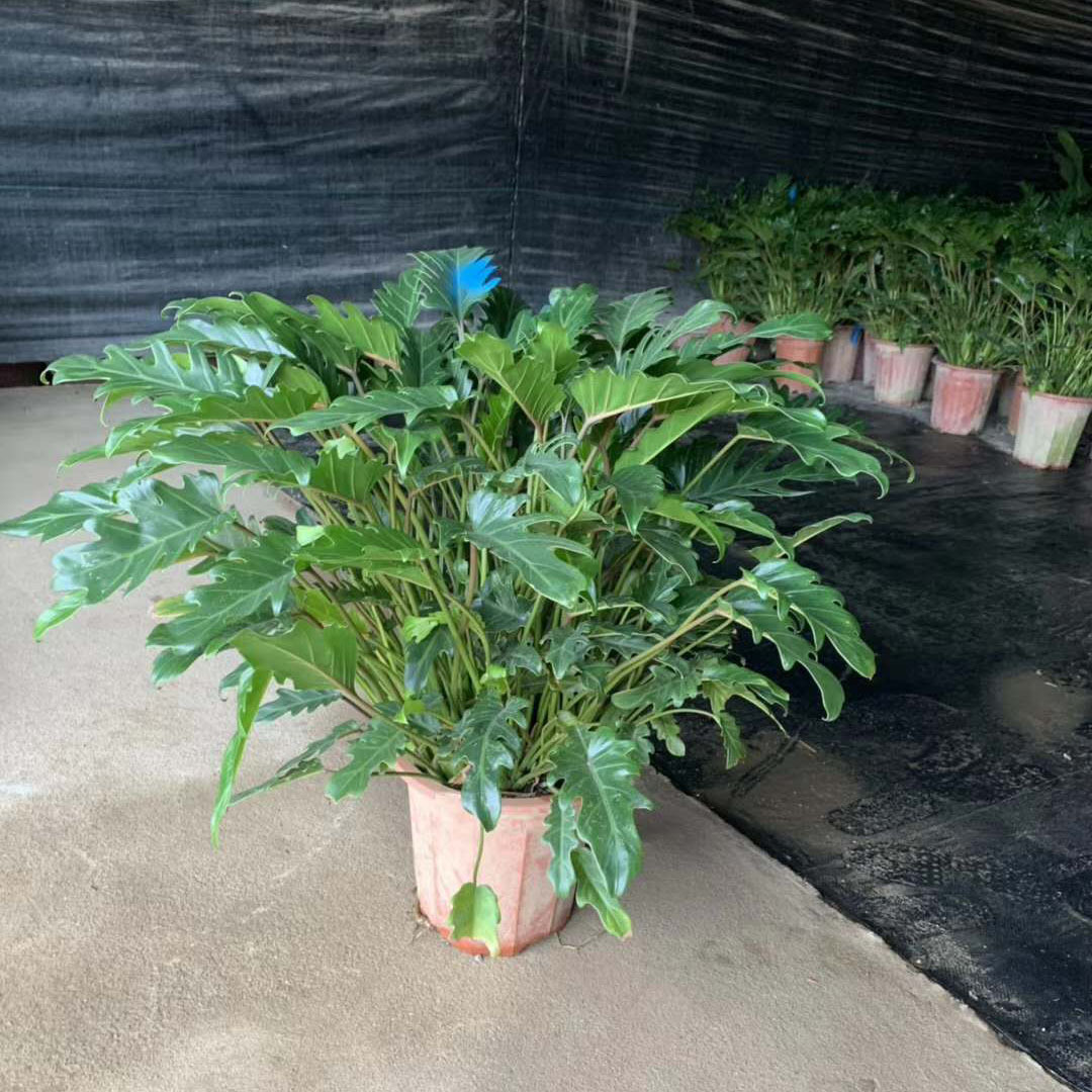 基地直供绿植盆栽居家绿植植物花卉盆栽花卉280小天使