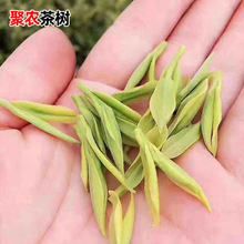 金香玉金镶玉茶叶苗 安吉白茶黄金芽茶叶树苗 南方种植茶树苗批发